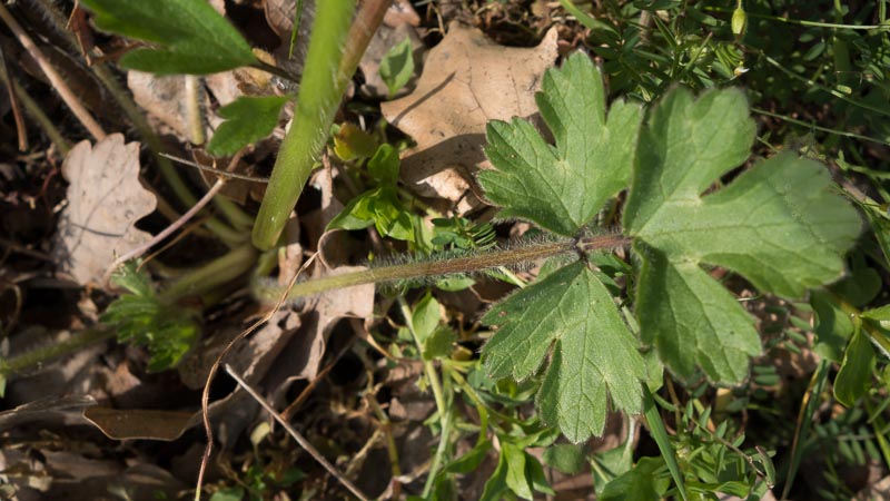 Ranunculus  cfr. bulbosus